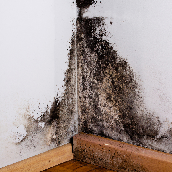 Florida Mold Remediation